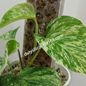 Nuova Idea 2022 <span class=keywords><strong>colonna</strong></span> di staffa per piante in plastica per piante rampicanti supporto per piante da interno supporto per sfagno pali di muschio - Product Image 2