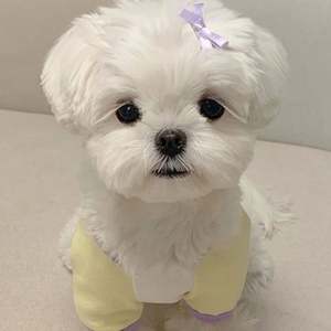 เสื้อยืดสวมหัวลายแมวแบบบางสำหรับฤดูร้อนเท่ไม่ลื่นพิมพ์ลายสัตว์ดีไซน์การ์ตูนไซส์ XS สำหรับวันเกิด Bichon frise maltese - Product Image 6