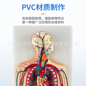 Modelo del sistema circulatorio humano, circulación pulmonar, intervención cardiovascular, anatomía cardíaca, arterias, venas, nervios - Product Image 1
