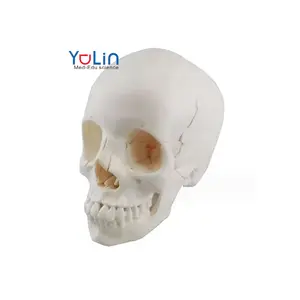 Educación médica, enseñanza, investigación, el modelo de cráneo humano médico de PVC se puede dividir en 22 modelos de cráneo
