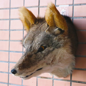 2025 cabeza <span class=keywords><strong>de</strong></span> Lobo realista montaje en pared hecho a mano tamaño Real decoración <span class=keywords><strong>de</strong></span> animales feroces trofeo <span class=keywords><strong>de</strong></span> Vida Silvestre <span class=keywords><strong>de</strong></span> piel Artificial para jubilación <span class=keywords><strong>de</strong></span> Diwali - Product Image 5