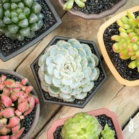 Mini pots de fleurs en résine pour succulentes, design minimaliste à base d'eau, pour usage au sol dans les centres commerciaux, jardinières durables pour cactus et bonsaïs