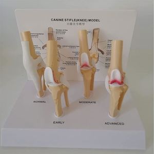 KyrenMed-Patológico Canino Stifle Rodilla Modelo 4 Etapas Perro Rodilla Articular Osteoporosis <span class=keywords><strong>Animal</strong></span> <span class=keywords><strong>Esqueleto</strong></span> para Anatomía Canina - Product Image 2
