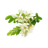 Sophora Japonica L. Pure Naturelle de Haute Qualité. Extrait de quercétine dihydratée 98% HPLC