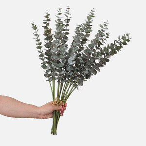 5 Steli <span class=keywords><strong>di</strong></span> Foglie <span class=keywords><strong>di</strong></span> Eucalipto Artificiali Annodate a Mano, Fiori in <span class=keywords><strong>Plastica</strong></span> 30-100cm per Decorazioni Interne - Product Image 2