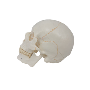 하이 퀄리티 20x14.5x17.5CM PVC 인간 두개골 모델 봉합사 의료 교육 및 과학 번호 - Product Image 5