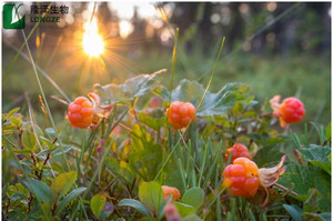 ผงคลาวด์เบอร์รี่ผลิตโดยมืออาชีพ สารสกัดสมุนไพรจากธรรมชาติ สารสกัดจากผลไม้ สารสกัดจากสาหร่าย บรรจุในถังพลาสติก - Product Image 3
