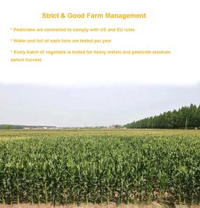 Granos de maíz chinos liofilizados de alta calidad, sin azúcar y en conserva, verduras secas súper dulces enteras en embalaje a granel - Product Image 3