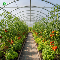 Serre agricole galvanisée de 6 m de large avec parois droites de 2 m, film PE résistant aux UV de 200 microns, diffusion de la lumière, serre de pépinière