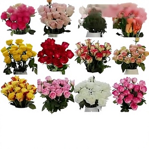 Rosas Coloridas <span class=keywords><strong>de</strong></span> Alta Calidad Grado AB <span class=keywords><strong>de</strong></span> Kunming, Yunnan, Decoración para Bodas, Flores Frescas al por Mayor, Envío Directo Disponible - Product Image 1