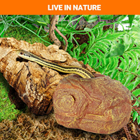 REPTIZOO Logo OEM, Grotte cachette multifonction à 2 trous en résine écologique, Décoration d'habitat pour reptiles et amphibiens, pour Serpent de maïs et Léopard