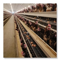 Nouvelle cage à oiseaux à 5000 couches, structure simple, acier galvanisé à chaud, longue durée de vie, élevage de volailles, poulailler