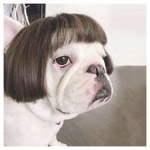 Amazon Instagram Cospaly Dog Wig Prop Pets Headdress Dog Accesories