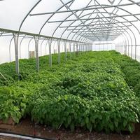 Lyine – serres agricoles en PVC, Tunnel Multispan pour la culture de fleurs et de légumes pour le jardin de la tour aéronautique