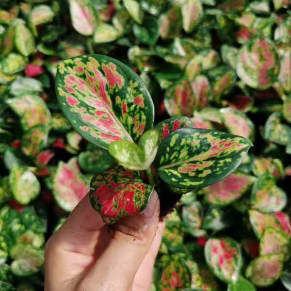 Культура тканей растений рассады