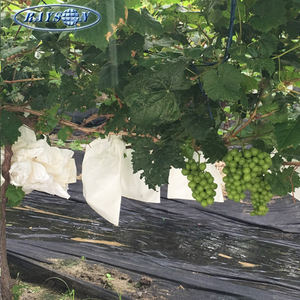 <span class=keywords><strong>Sac</strong></span> de protection pour bananes en polypropylène 100%, tissu non tissé spunbond, pré-perforé, protection complète pour bananes - Product Image 5