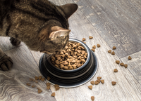 Arôme Liquide Hydrolysé de Foie de Poulet pour Animaux – Rehausseur de Saveur pour Nourriture Canine et Féline – Fournisseur en Gros de Poudre