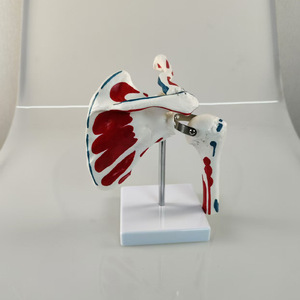 Ventas directas de fábrica con puntos de inicio y finalización muscular modelo de articulación del hombro articulaciones humanas escápula clavícula - Product Image 2
