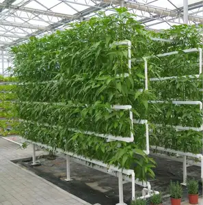 Sky plant Tomato Greenhouse Hydro po nische vertikale Anbaus ysteme