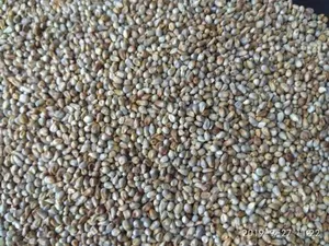 Millet vert de qualité supérieure Agistin, qualité premium, alimentation humaine, grain entier, naturel, sec - Product Image 3