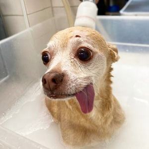 חיות מחמד מיקרו ננו בועת ספא מכונה גז נוזלי ערבוב משאבת אוזון גז נוזלי ערבוב - Product Image 4