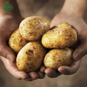Nouveau Bangladais Rouge Pommes de Terre Fraîches/Rouge Frais Fournisseur de Pommes De Terre
