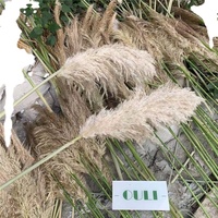 Rumput Pampas Kering Alami Asli B-5500 Hasil Panen Baru, Bulu Besar Putih, Laris Manis, Ramah Lingkungan, Hadiah Natal & Hari Ibu