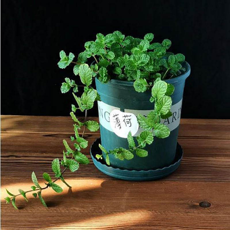 1# มิ้นท์ 100 เม็ด