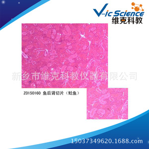 Direct supply of fish hind kidney slices, fish specimens, animal and plant slides, biology teaching equipment, <b>microscope</b> - Product Image 5