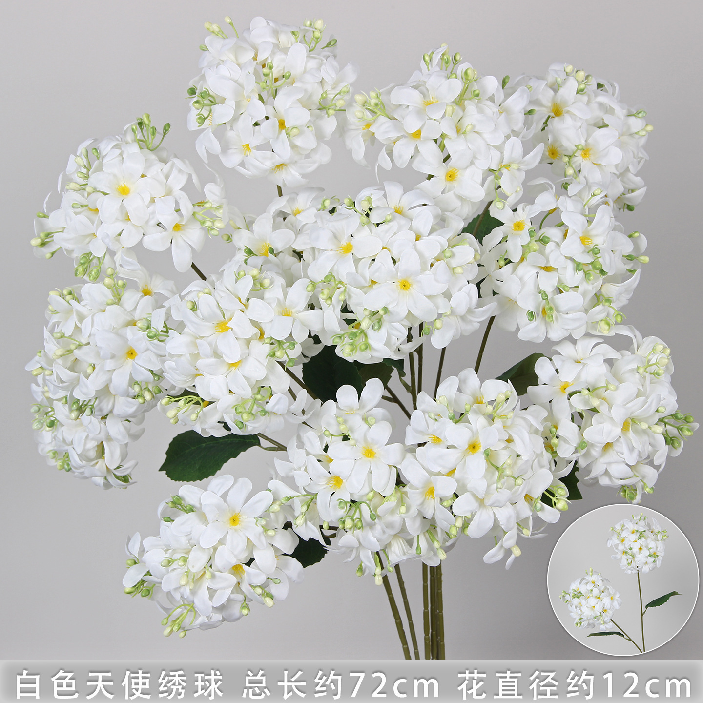Hortensia ange blanc à deux têtes