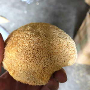 Jamur Surai Singa Deshidratado Champignon Utuh <span class=keywords><strong>Hericium</strong></span> <span class=keywords><strong>Erinaceus</strong></span> - Product Image 6