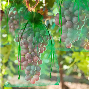 ถุงตาข่ายป้องกันแมลงสำหรับผลไม้สีเขียว ถุงคลุมต้นผลไม้พร้อมเชือกผูก - Product Image 4