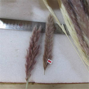 Pampas-Servicio de Inspección de hierba, control de calidad de inspección de tres partes, en la zona de Shandong Yunnan - Product Image 6