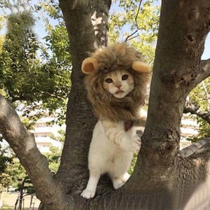 Fabrik Großhandel Hochwertige Süße Lustige Haustier Kleid Cosplay Löwe Mähne Perücke Hut für Katze Hund Halloween Haustier Zubehör - Product Image 2