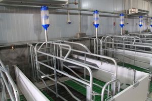 Hot bán tự động vườn ươm lợn lồng chăn nuôi thiết bị lợn <span class=keywords><strong>farrowing</strong></span> <span class=keywords><strong>Crate</strong></span> cho piggery nông nghiệp thiết bị - Product Image 6