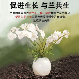 Agent stimulant la croissance des racines d'orchidées Eight Old Men, 100 ml, nourriture liquide pour plantes, pour la croissance des orchidées - Product Image 3
