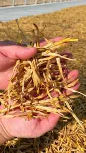 High Quality Wholesale Dried Long Yellow Daylily Natural Dried Dehydrated Vegetable