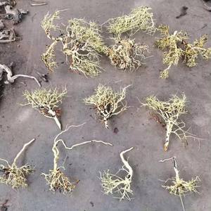 수족관 물고기 탱크 조경 장식 유목 태국 가지 - Product Image 4