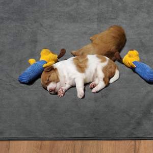 Almohadillas lavables para mascotas, 2 paquetes de almohadillas reutilizables para entrenamiento de cachorros, antideslizantes - Product Image 3