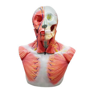 Memamerkan lapisan kepala dan leher dengan otak dan ZM1203 38.5*24*50 - Product Image 1