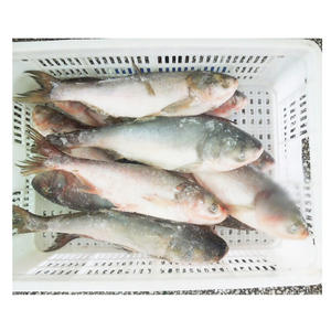 Chine Frais Congelé Asiatique <span class=keywords><strong>Poisson</strong></span> Carpe <span class=keywords><strong>Argent</strong></span>é - Product Image 1