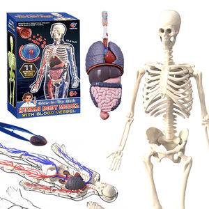 Modèles de circulation sanguine humaine en gros, os luminescents, aides pédagogiques d'anatomie, jouets transparents du corps humain - Product Image 1