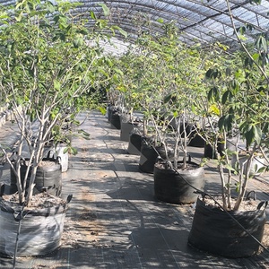 HOKBG sac de culture géotextile écologique de haute qualité grands arbres plantation 1000 litres sac géotextile tissé pp <span class=keywords><strong>pour</strong></span> arbres - Product Image 3