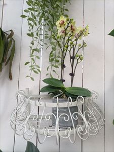 Vente directe usine de créations en fer forgé : Porte-fleurs semi-circulaires en fer forgé pour cour, produits pour la maison et le jardin - Product Image 2