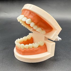Modèle dentaire standard pour adultes, modèle dentaire, modèle d'entraînement et d'enseignement pour élèves de maternelle, modèle orthodontique - Product Image 3