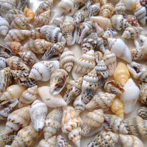 Conchas Marinas Naturales Miniatura al por Mayor, Conchas <span class=keywords><strong>de</strong></span> <span class=keywords><strong>Caracol</strong></span>/Trompeta para Decoración <span class=keywords><strong>de</strong></span> Bodas/Festivales/Fiestas - Product Image 6