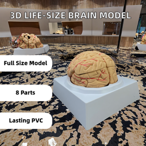 Modelo de Esqueleto Humano 3D em PVC para Ensino Médico em Tamanho Real, 8 Peças, Número 1:1 Brian - Product Image 2