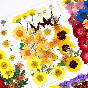 Kit d'herbes naturelles en résine époxy, fleurs séchées, lot de pièces, pour <span class=keywords><strong>Scrapbooking</strong></span>, artisanat artistique, bijoux, <span class=keywords><strong>Gel</strong></span>, Art des ongles - Product Image 6