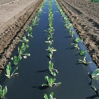 Film de paillage agricole très demandé pour l'agriculture