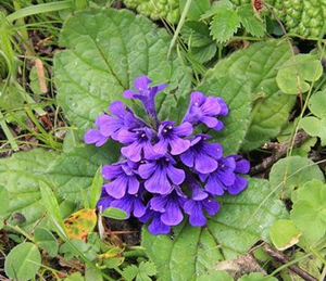 高品質サプリメントツルケスロンピュアアフガトルケスタニカエキスパウダー - Product Image 5